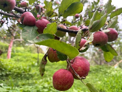 Orchard experience